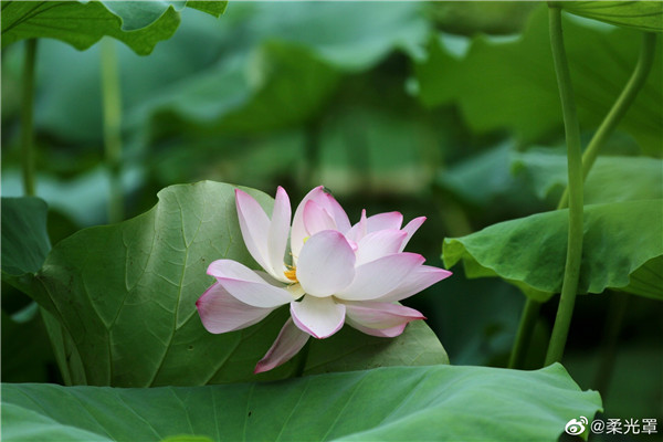 【圖說淮南】——夏日賞荷花