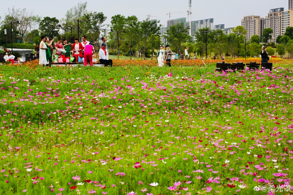 【圖說淮南】——淮南的中央公園的花一定不能錯過！