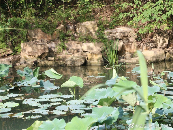 【圖說淮南】——淮南龍湖公園的夏景是什么樣的？