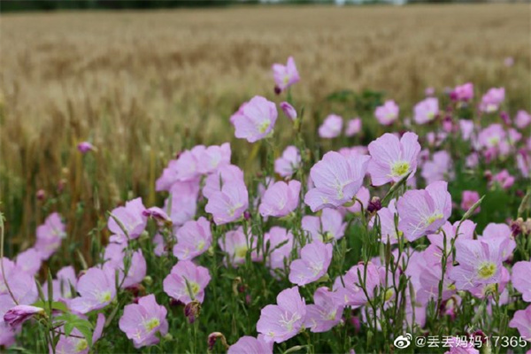 【圖說淮南】——公園里的花花草草 