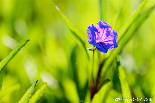 【圖說淮南】——公園的花兒