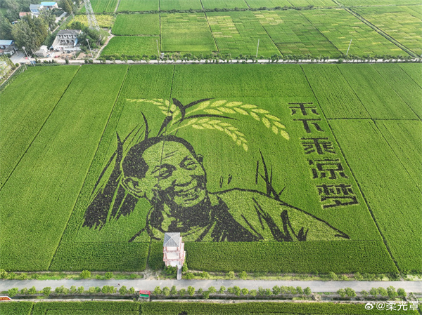 【圖說淮南】——綠油油的稻田